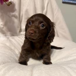 Lady - Chocolate female Dachshund puppy in Kentucky from Wonderful Weiners