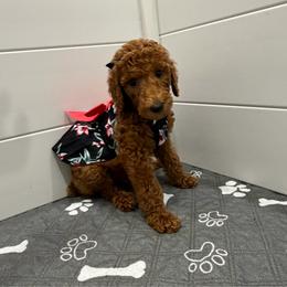 Red collar - Red  female Poodle puppy in San Benito, Texas from Irene's Poodles