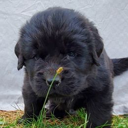Harriet (Blue) - Black female Newfoundland puppy in Winfield, Pennsylvania from Najuananlo Newfoundlands