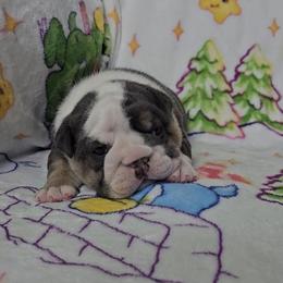 Cupid - Blue tri-color male Bulldog puppy in Franklin Grove, Illinois from Illinois Bullies Kennel