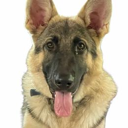 Ruger - German Shepherd