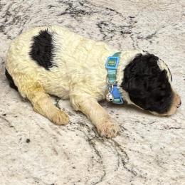 Ewan - Parti male Poodle puppy in Chesapeake, Virginia from Doodle-Cove