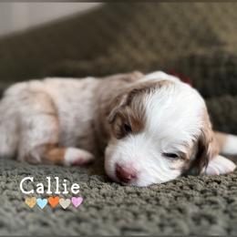Callie - Red merle female Miniature American Shepherd puppy in Tupalo, Mississippi from Butterfield Trail Farm