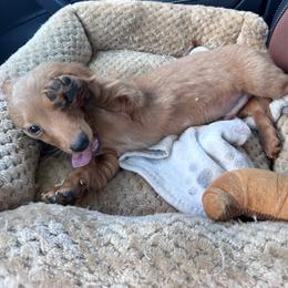 Chance - Red male Dachshund puppy in South Willard, Utah from Doxies in the Sun