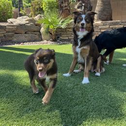 Miniature Australian Shepherd Puppies from B my Sunshines Mini Aussies