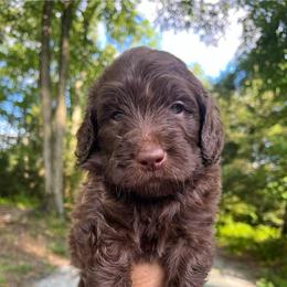 Rasberry - Chocolate female Goldendoodle puppy in New Ringgold, Pennsylvania from Hawk Mountain Doodles