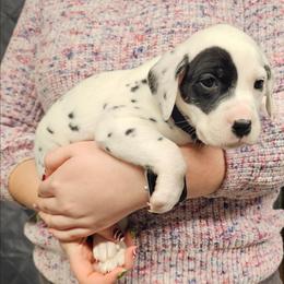 Boy 1 black HUA - White and black male Dalmatian puppy in Nelsonville, Ohio from Woofter Dalmatians
