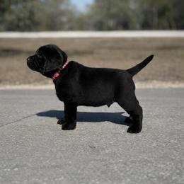 Labrador Retriever Puppies from Lonestar Labradors C&E