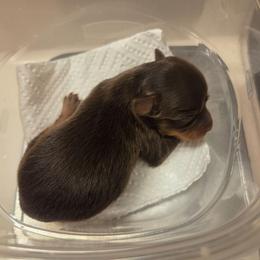 Firebird - Red and brown male Russian Toy puppy in Boise, Idaho from Nesting Dolls