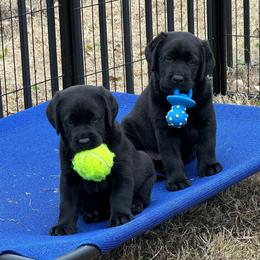 Labrador Retriever Puppies from Westport Labradors