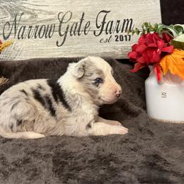 Shania - White and blue merle female Border Collie puppy in Moody, Texas from Narrow Gate Farm