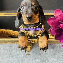 V Purple - Black and tan female Dachshund puppy in Leoma, Tennessee from Southbound Kennel