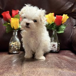 1 - White male Maltese puppy in Cascade, Iowa from Ani's Midwest Maltese