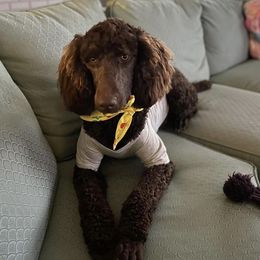 Teddie - Poodle