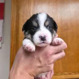 Boy 2 - White and black male Pembroke Welsh Corgi puppy in San Diego, California from San Diego Corgis