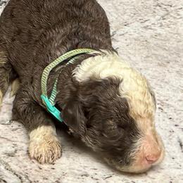 Wells - Parti male Poodle puppy in Chesapeake, Virginia from Doodle-Cove