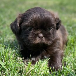Shih Tzus from Butterfly Shih Tzu Pups