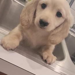 Dachshund Puppies from Buckwild Doxies