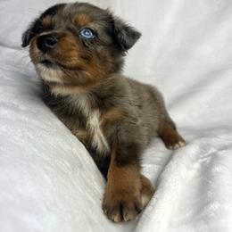 Miniature Australian Shepherd Puppies from JSK Aussie