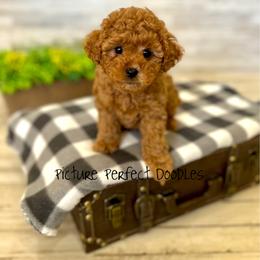 Cache- Green Collar - Red male Cavapoo puppy in St George, Utah from Picture Perfect Doodles