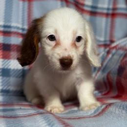 Pearl - Piebald female Dachshund puppy in Magnolia, Texas from Hillyard Ranch