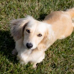 Sandy - Dachshund