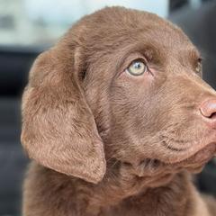 Chesapeake Bay Retrievers from Wildhorse Kennel