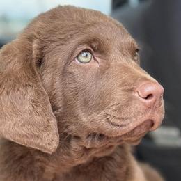Chesapeake Bay Retrievers from Wildhorse Kennel