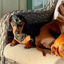 Dachshunds from Wadford Dachshund Paws
