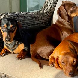 Dachshunds from Wadford Dachshund Paws