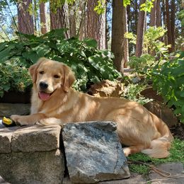 Jamie - Golden Retriever