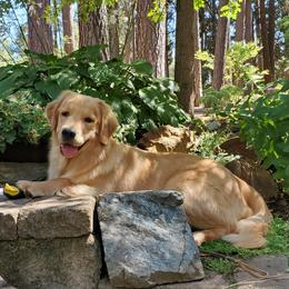 Jamie - Golden Retriever
