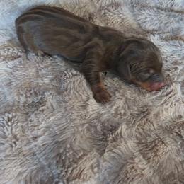 Moose - Chocolate and tan male Dachshund puppy in Opelika, Alabama from Dachshund Darlins
