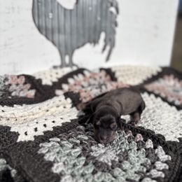 Dachshund Puppies from A Anchor Farm
