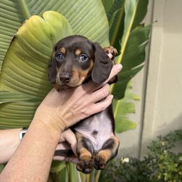 Frankie the chocolate and cream - Dapple male Dachshund puppy in El Cajon, California from Lisa Buxton
