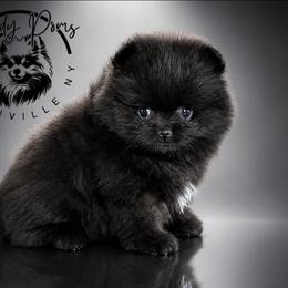 Raven - Black female Pomeranian puppy in Fultonville, New York from Sandy Aussies & Pomeranians