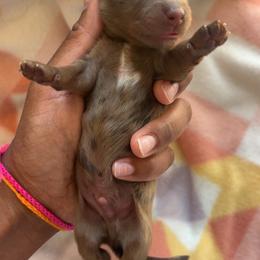 Baby saja - Dapple male Dachshund puppy in Orem, Utah from Miekca’s Dachshunds