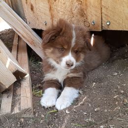 Australian Shepherd and Miniature Australian Shepherd Puppies from Renegade Point Stock Dogs