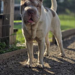 Vespa - Chinese Shar-Pei