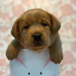 Garnet - Yellow male Labrador Retriever puppy in Isle, Minnesota from Dog Ear Outfitters