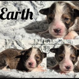 Earth - Sable and white female Shetland Sheepdog puppy in Lebanon, Tennessee from Henotic Homestead's Shetland Sheepdogs
