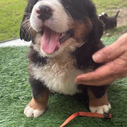 Bernese Mountain Dog Puppies from Emma-Mada's Old Thyme Berners