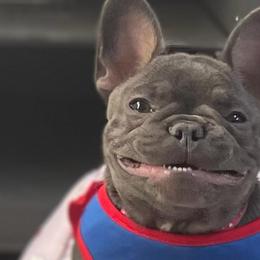 French Bulldogs from NOCO French Bulldogs