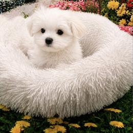 Daisy - White female Maltese puppy in North Myrtle Beach, South Carolina from Perfect Puppies