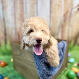 Leonardo - Red male Bernedoodle puppy in Pennsylvania from Bernedoodle Bunch