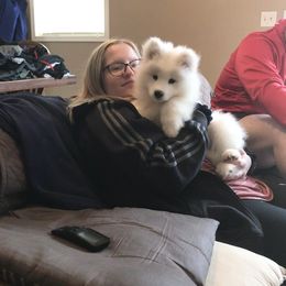 Samoyed Puppies from Kenjo Samoyeds