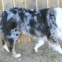 Australian Shepherds from Texas Rose's Aussies