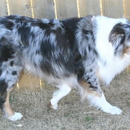 Australian Shepherds from Texas Rose's Aussies