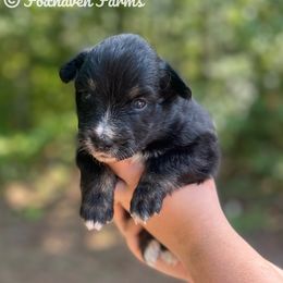 Australian Shepherd Puppies from Foxhaven Farm’s Aussies