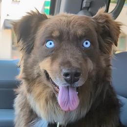 REMI - Australian Shepherd